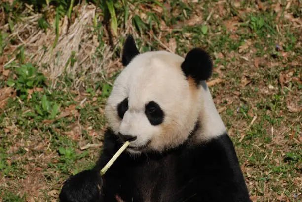 Beautiful giant panda bear eating bamboo shoots.