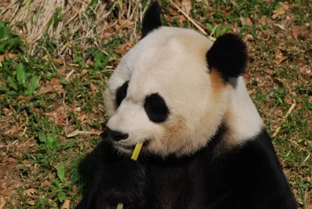 Beautiful black and white panda bear eating green bamboo shoots.