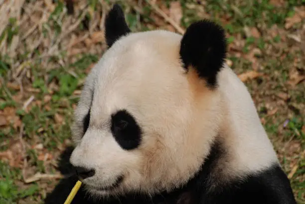 Really great face of a giant panda bear with bamboo.
