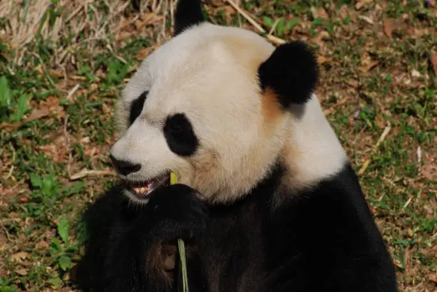 Beautiful Chinese giant panda bear eating green bamboo.