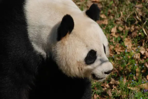 Gorgeous look at a profile of a giant panda bear.