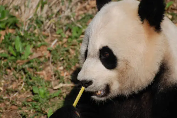 Beautiful up close look at a giant panda bear with bamboo.