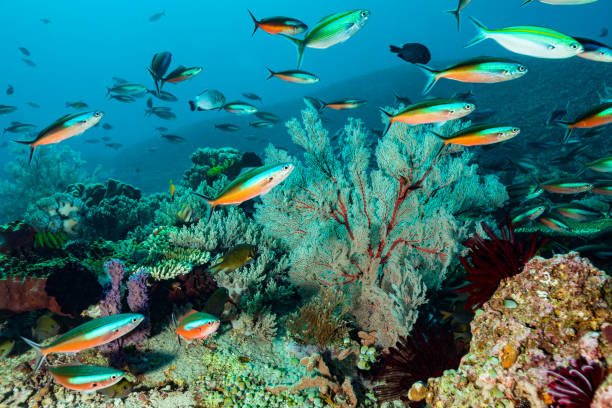 강한 전류가 있지만 아름 다운 생물 다양성을 가진 산호초, 코모도 섬, 인도네시아 - tropical fish saltwater fish butterflyfish fish 뉴스 사진 이미지