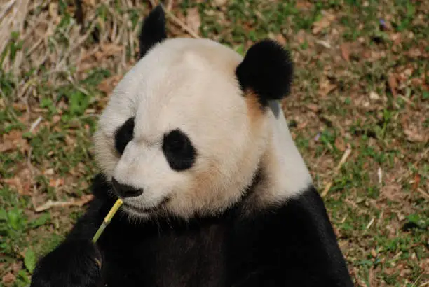 Panda bear sitting up and eating bamboo.