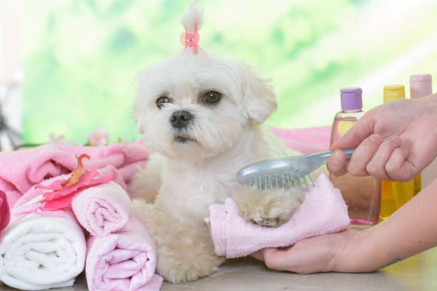 istock Little maltese dog at spa 1139058581