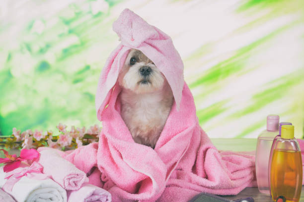 istock Little maltese dog at spa 1139059242