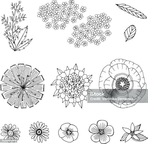 Wild And Field Flowers Hand Drawn Collection Hand Drawn Set With Ink Floral Elements Vector Illustration Stock Illustration - Download Image Now