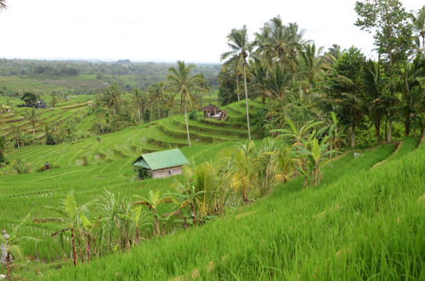 istock Beautiful Jatiluwih rice terraces in Bali 1139060890