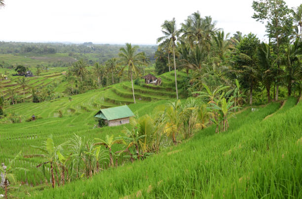 Beautiful Jatiluwih rice terraces in Bali Jatiluwih rice terrace with sunny day and green jungles in Ubud, Bali jatiluwih rice terraces stock pictures, royalty-free photos & images