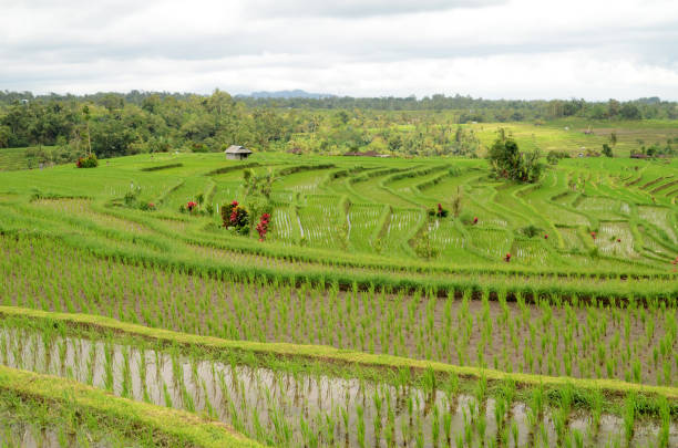 istock Beautiful Jatiluwih rice terraces in Bali 1139060914