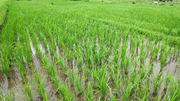 istock Jatiluwih rice terrace 1139060926