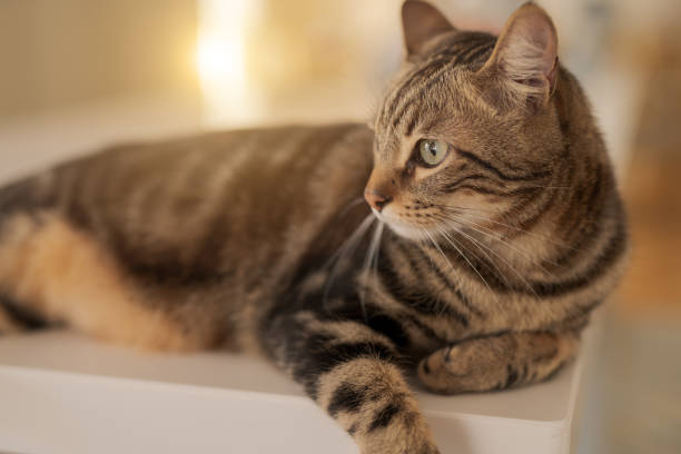 istock Beautiful cat at home 1139062104
