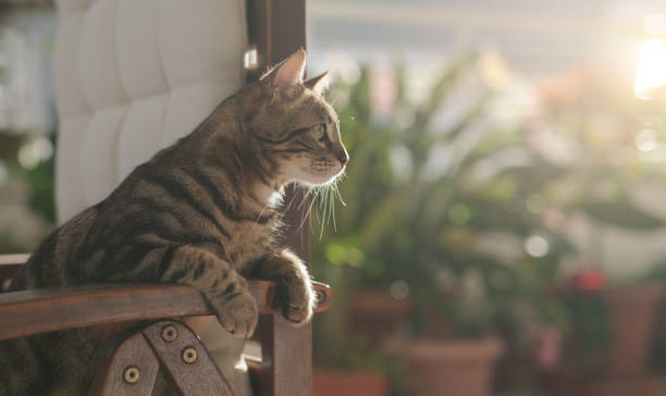 istock Beautiful cat at home 1139062108