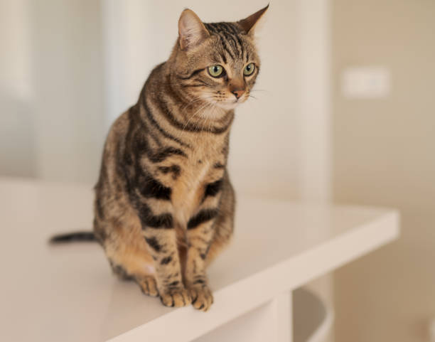 istock Beautiful cat at home 1139062124