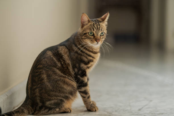 istock Beautiful cat at home 1139062125