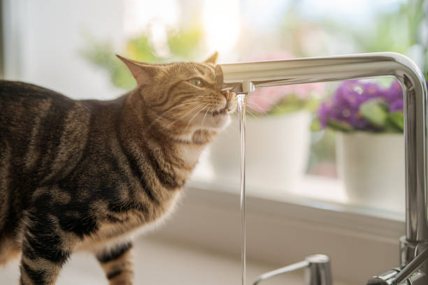 istock Beautiful cat at home 1139062174