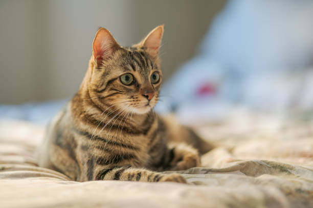 istock Beautiful cat at home 1139062176