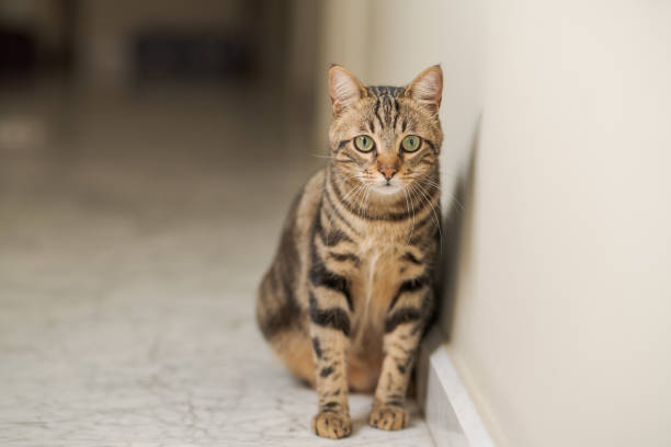 istock Beautiful cat at home 1139062228