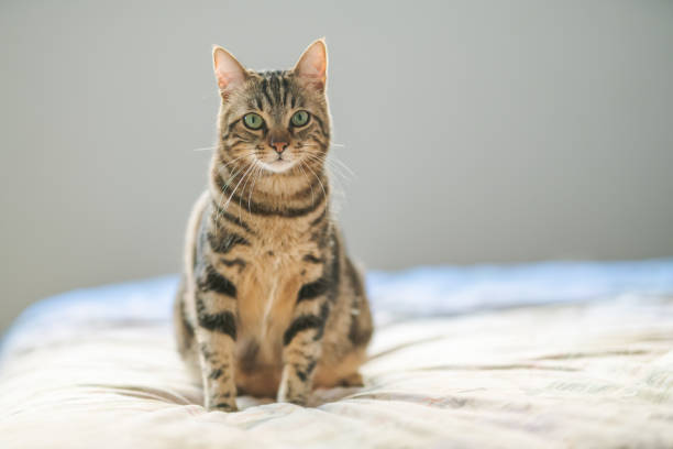 istock Beautiful cat at home 1139062229