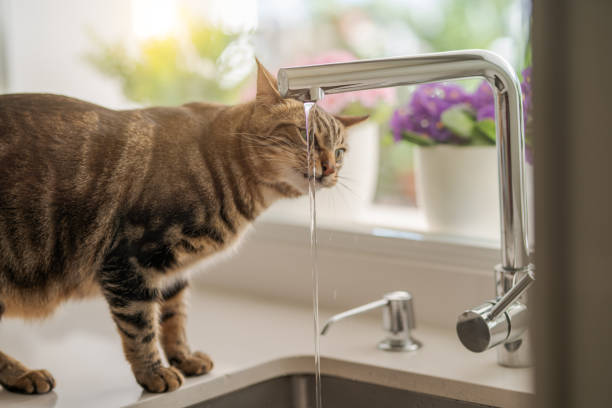 istock Beautiful cat at home 1139062250