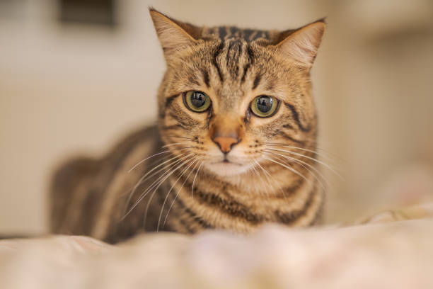 istock Beautiful cat at home 1139062290