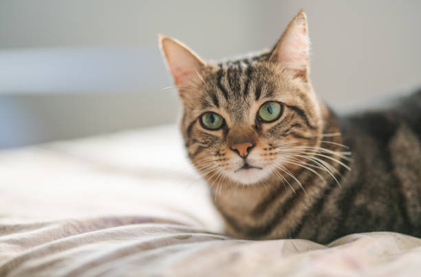 istock Beautiful cat at home 1139062297