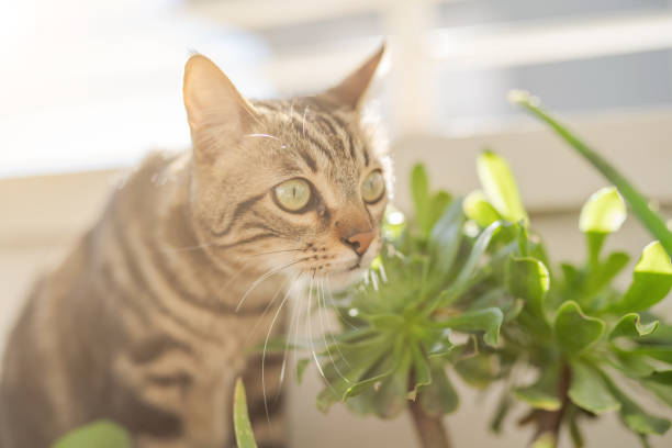 istock Beautiful cat at home 1139062309