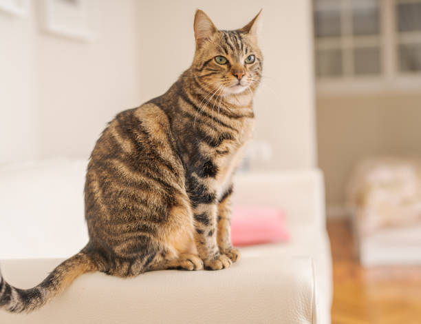 istock Beautiful cat at home 1139062318