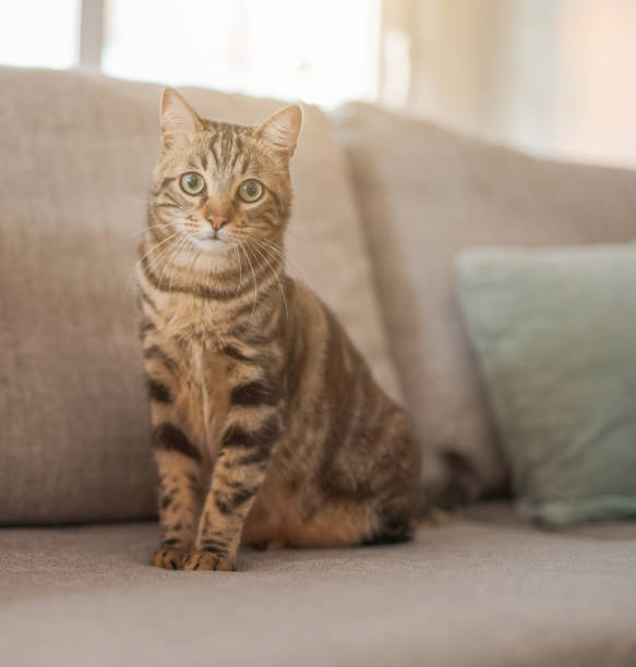 istock Beautiful cat at home 1139062342