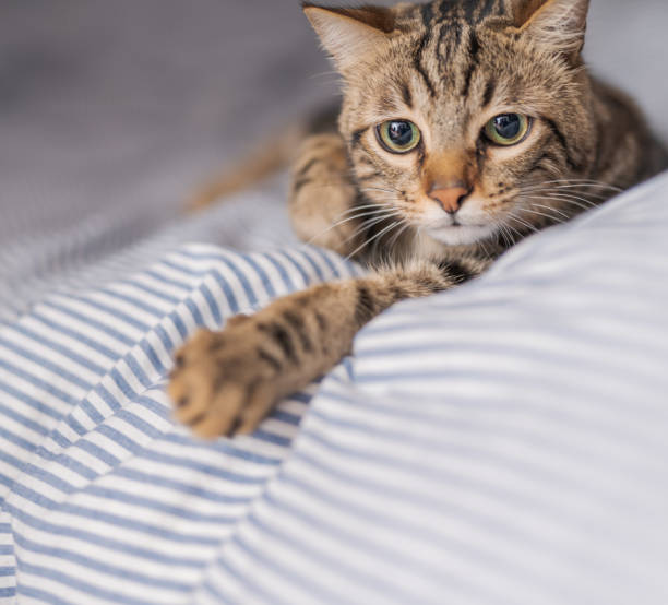 istock Beautiful cat at home 1139062372