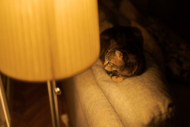 istock Beautiful cat at home 1139062396