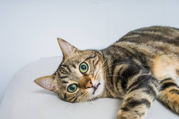 istock Beautiful cat at home 1139062450