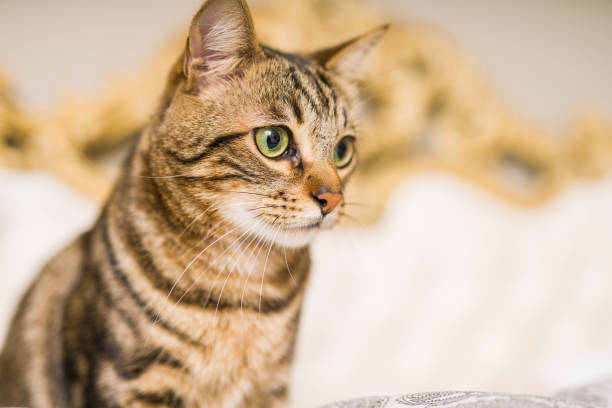 istock Beautiful cat at home 1139063034