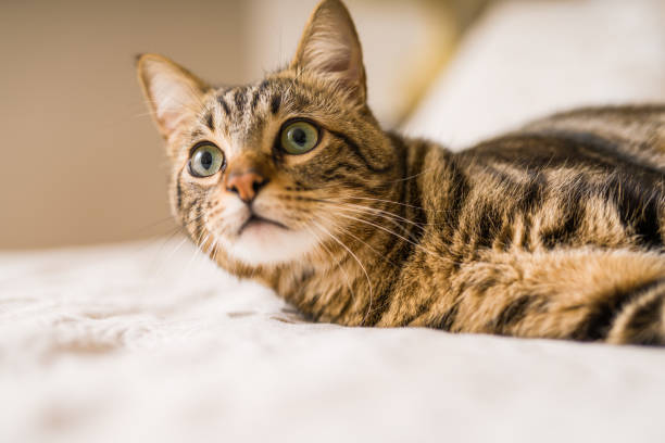 istock Beautiful cat at home 1139063060