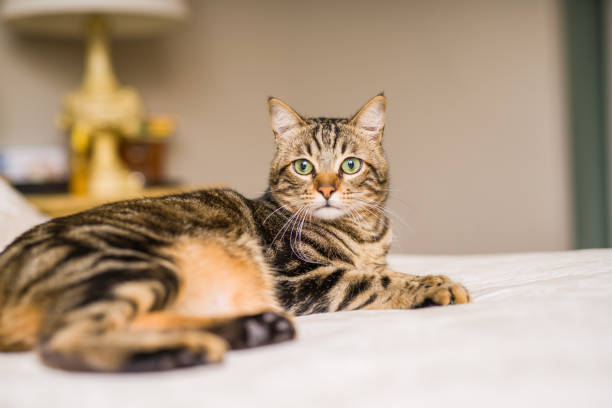 istock Beautiful cat at home 1139063562