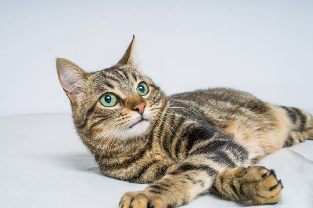 istock Beautiful cat at home 1139063565