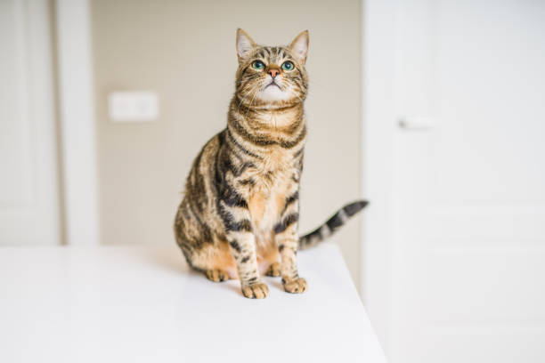 istock Beautiful cat at home 1139063589