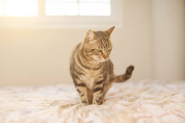 istock Beautiful cat at home 1139063600