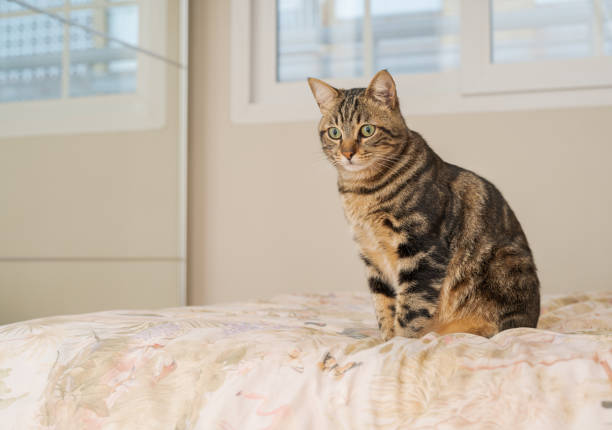 istock Beautiful cat at home 1139063619