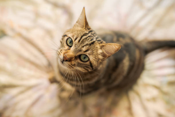 istock Beautiful cat at home 1139063645