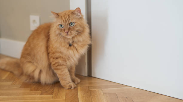 istock Beautiful cat at home 1139063665