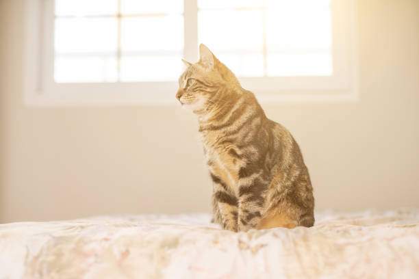 istock Beautiful cat at home 1139063696