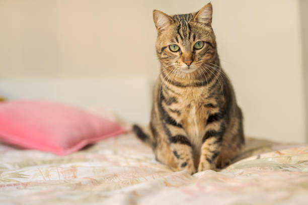 istock Beautiful cat at home 1139063697