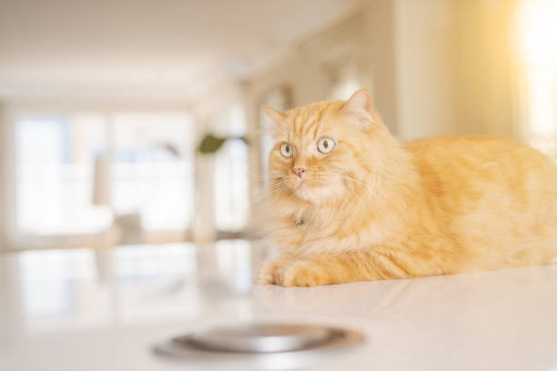 istock Beautiful cat at home 1139063714