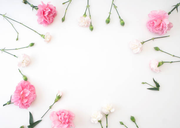 istock Frame made of pink carnations on a white background 1139063770