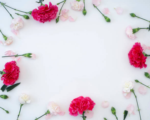 istock Frame made of pink carnations on a white background 1139063772