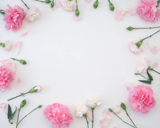 istock Frame made of pink carnations on a white background 1139063792