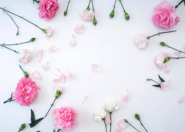 istock Frame made of pink carnations on a white background 1139063803