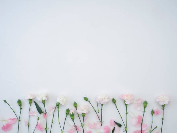 istock Frame made of pink carnations on a white background 1139063805