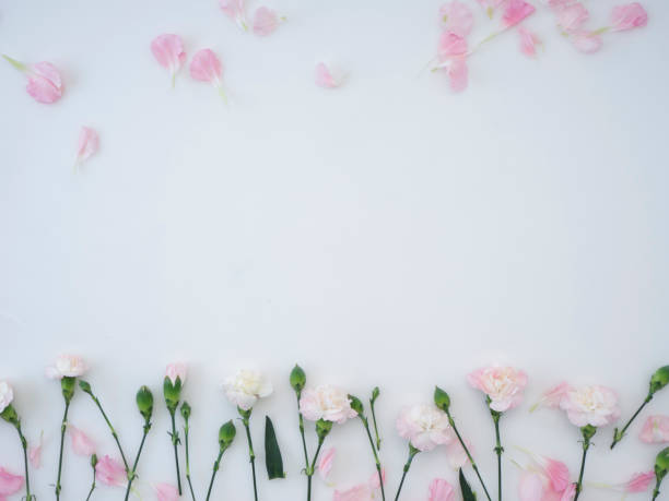 istock Frame made of pink carnations on a white background 1139063816